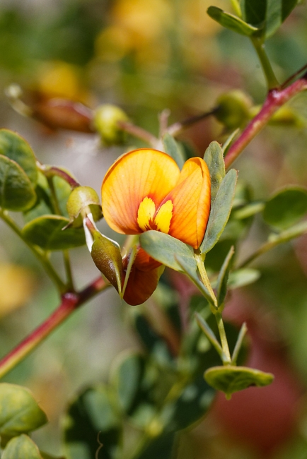 Jardin Botanique de la Bastide-007